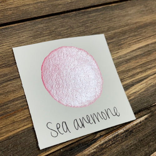 Sea Anemone